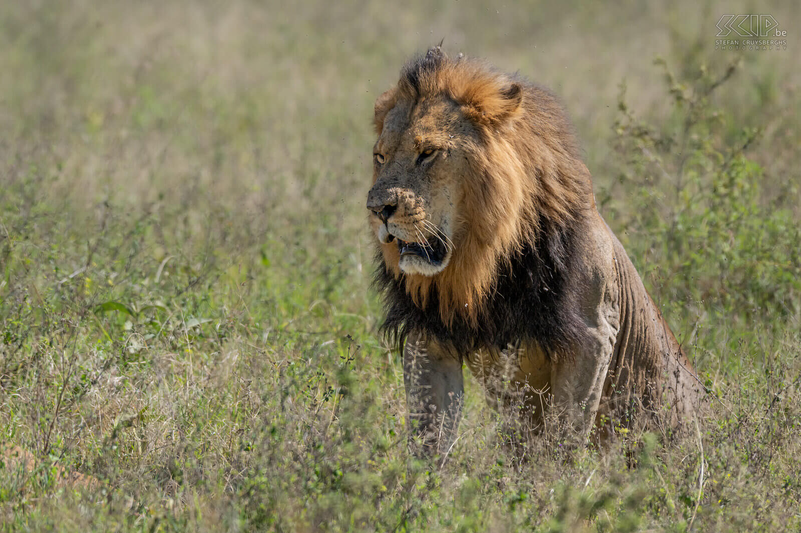 Nakuru NP - Leeuw In Nakuru NP konden we 's morgens een koppel leeuwen spotten. Tien minuten zaten ze goed zichtbaar in het hoge gras, nadien verplaatsten ze zich en gingen liggen in nog hoger gras waardoor ze amper te zien waren. Altijd indrukwekkend om deze machtige katten in het wild te zien. Stefan Cruysberghs